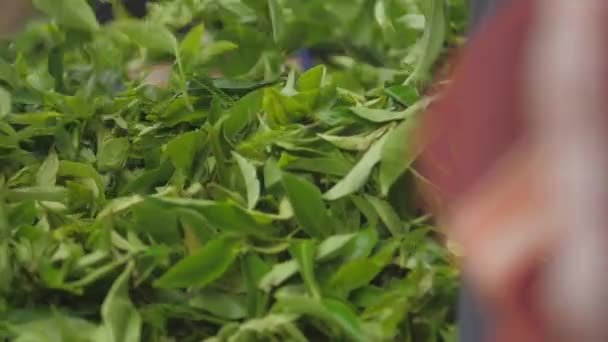 Friss zöld tealevelek hullanak nagy halom kék zsákokból — Stock videók