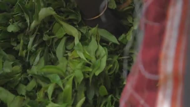 Świeże liście zielonej herbaty spadają na duży stos z niebieskich toreb — Wideo stockowe