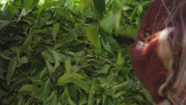 Daun teh hijau segar jatuh di tumpukan besar dari kantong biru — Stok Video