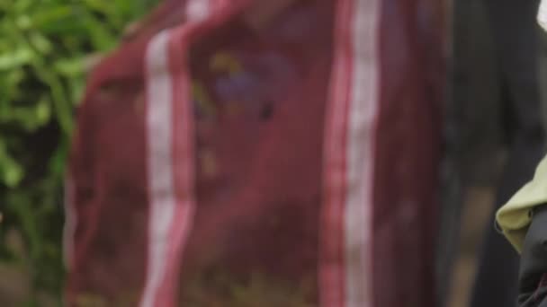 Plantation worker holds red bag and person fills with leaves — Stock Video