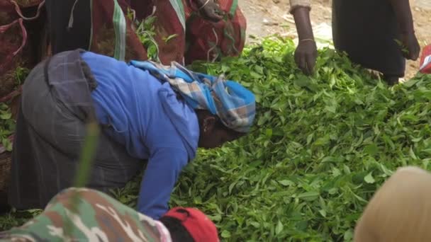 Plantagenarbeiter hält rote Tüte und Person füllt sich mit Blättern — Stockvideo