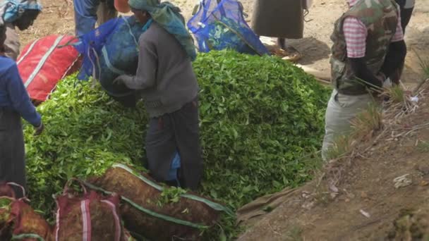 Señora local toma bolsa grande y se pone en pila verde lento — Vídeo de stock