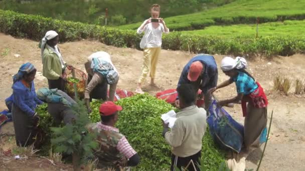 Jovem mulher faz foto de trabalhadores em grandes folhas de chá pilha — Vídeo de Stock