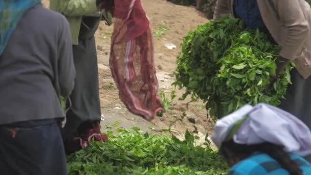 Trabajador de plantación sostiene bolsa roja y persona llena de hojas — Vídeos de Stock