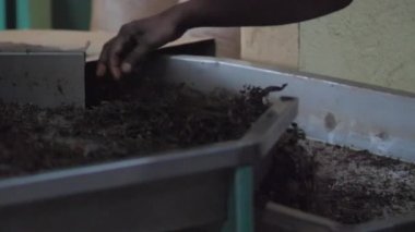 İnsan el yapımı çay yapraklarını özel makine kabına atar.