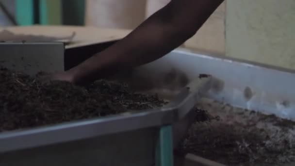 Personne main jette des feuilles de thé dans le récipient de la machine spéciale — Video