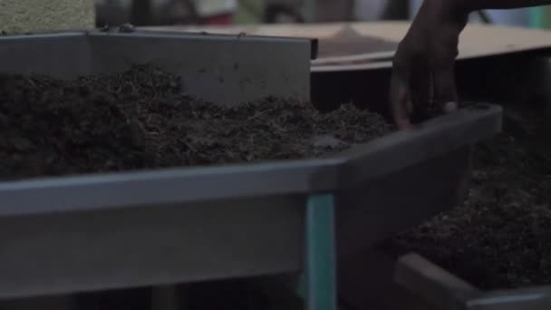 Mano persona lanza hojas de té en contenedor de la máquina especial — Vídeo de stock