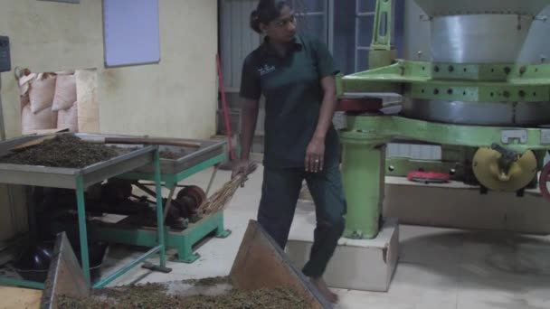 Barefoot lady in jumpsuit moves shovel over tea piles — Stock Video