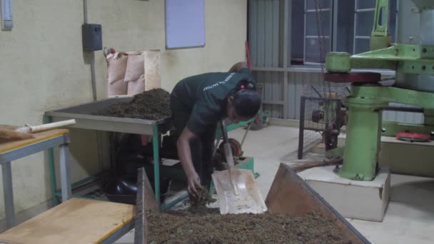 Босоногая леди в комбинезоне двигает лопатой по чайным стопкам — стоковое видео