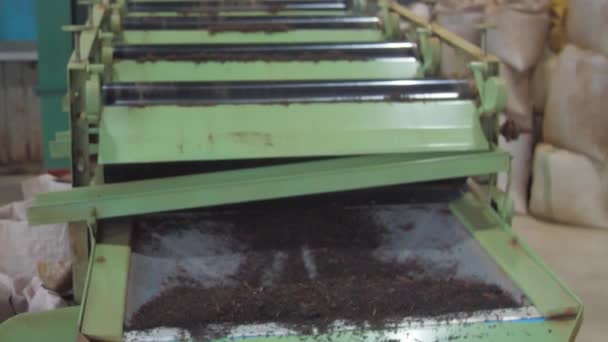Зеленый дрожащий чайный аппарат с коричневыми сушеными листьями — стоковое видео