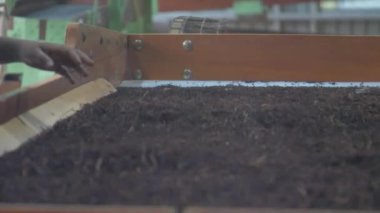 Yeşil tulumlu kadınlar plastik kutuya kurutulmuş çay atarlar.