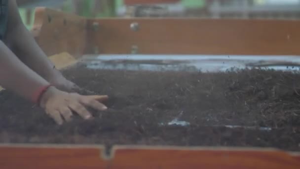 Senhoras em macacões verdes jogar chá seco na caixa de plástico — Vídeo de Stock