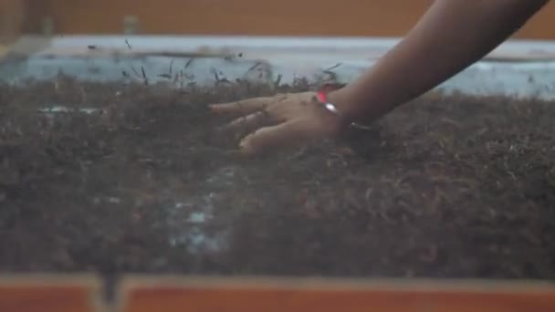 Ladies in green jumpsuits throw dried tea into plastic box — 비디오