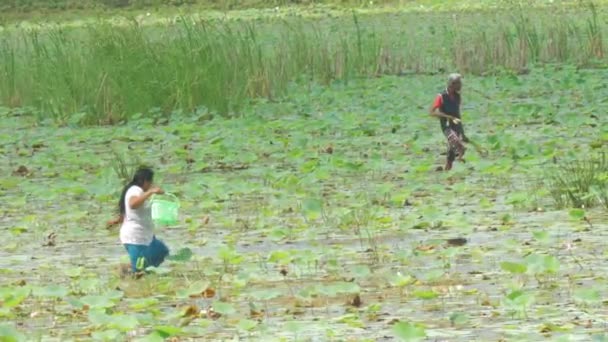 La gente local camina en el agua del río y recoge raíces de loto — Vídeos de Stock