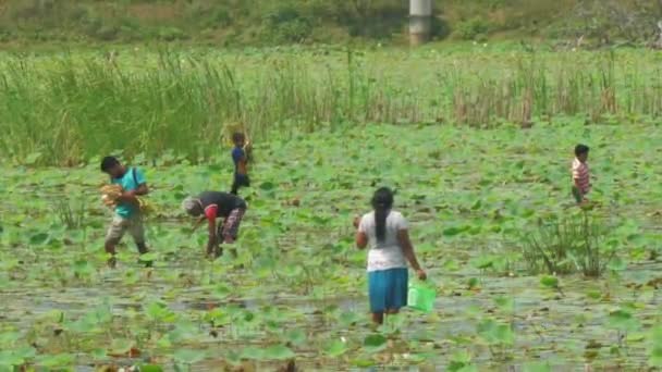 Ланкийцы прогуливаются по дельте реки и собирают цветы лотоса — стоковое видео