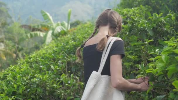 Vékony hölgy sétál zöld hegyvidéki tea ültetvény — Stock videók