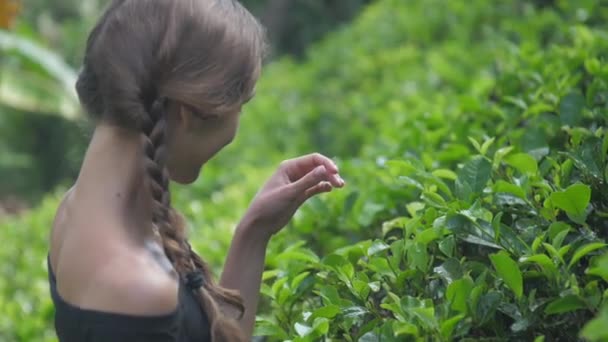 Hermosa sonriente dama corre dedos en hojas de té verde — Vídeos de Stock