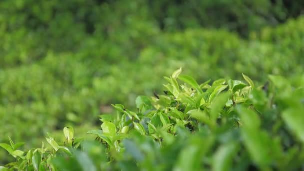 Зеленые чайные листья растут на кустах против бесконечных плантаций — стоковое видео