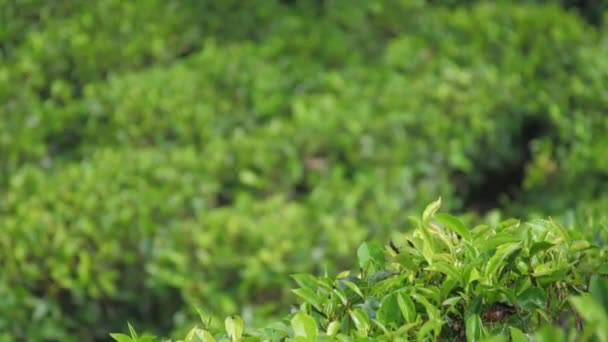 Hojas de té verde crecen en arbusto contra plantación sin fin — Vídeos de Stock