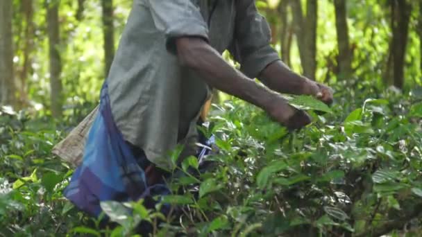 Les mains de l'homme local ramassent des feuilles vertes sur une vaste plantation — Video