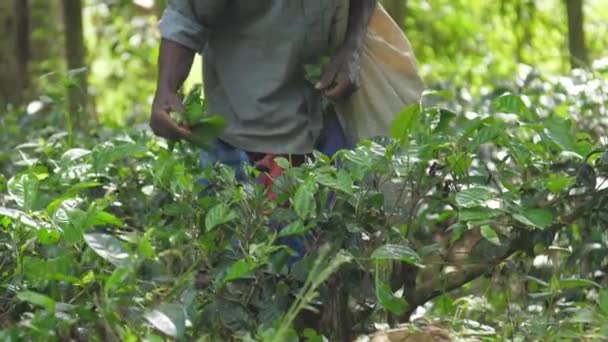 Trabajador local en camisa recoge hojas verdes sosteniendo bolsa blanca — Vídeos de Stock