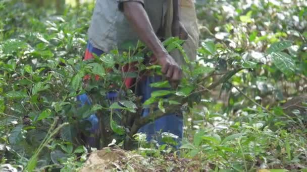 Tişörtlü yerel işçi elinde beyaz çantayla yeşil yapraklar topluyor. — Stok video