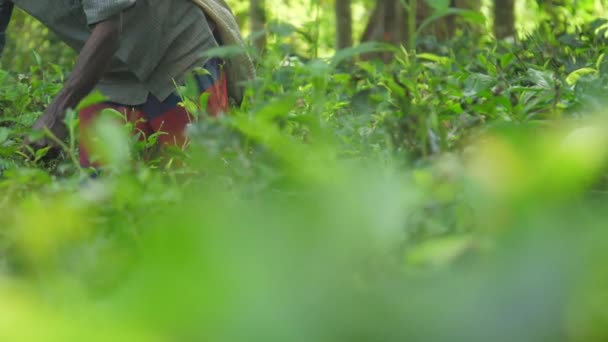 Tişörtlü yerel işçi elinde beyaz çantayla yeşil yapraklar topluyor. — Stok video