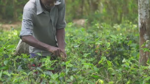 Lokal arbetare i skjorta samlar gröna blad håller vit väska — Stockvideo
