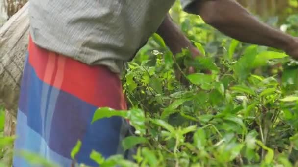 Local man hands gather green leaves standing in forest — Stock Video