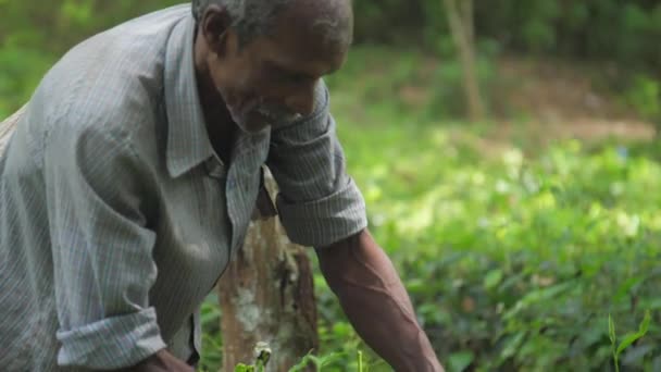 Local man hands gather green leaves standing in forest — 비디오