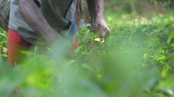 Τοπικά χέρια άνθρωπος συγκεντρώσει πράσινα φύλλα στέκεται στο δάσος — Αρχείο Βίντεο