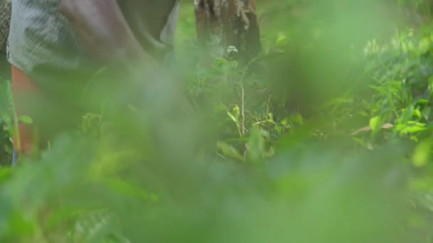 les mains de l'homme local ramassent des feuilles vertes debout dans la forêt 