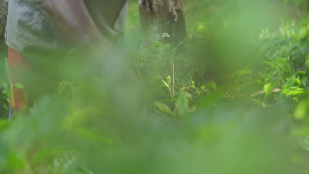 Local man hands gather green leaves standing in forest — 비디오