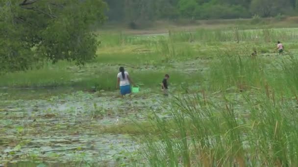 Ланкийцы ходят по дельте реки и собирают корни лотоса — стоковое видео