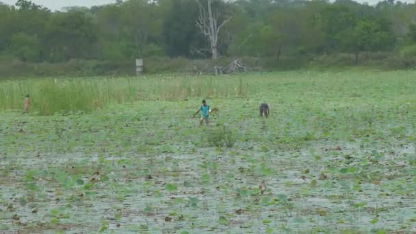 地元の人々は川の水の中を歩き蓮の根を集め — ストック動画