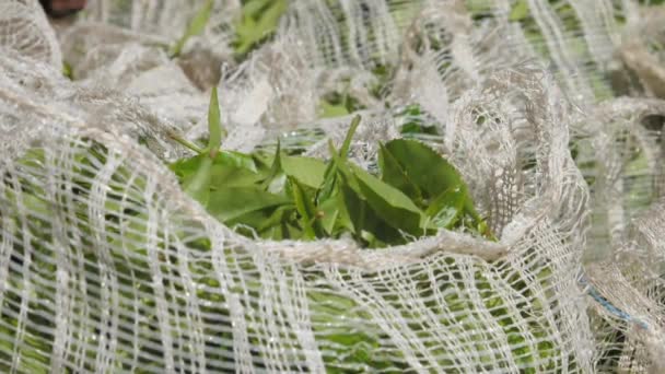 Çiftlik işçileri büyük çantayı yeşil çay yapraklarıyla dolduruyor. — Stok video