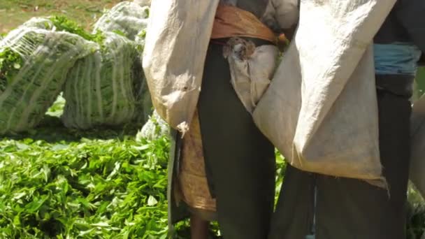 Plantation workers fill large bag with green tea leaves — 비디오