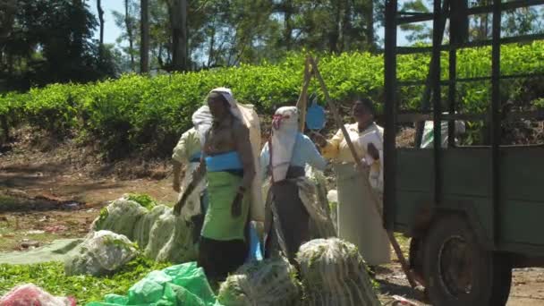 Dames en vêtements traditionnels remplissent remorque avec des feuilles sacs — Video