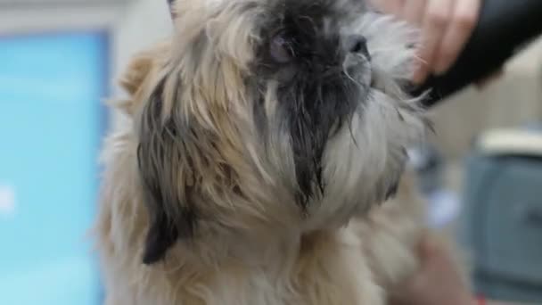 Salon werknemer knipt overtollig puppy haar af met elektrisch scheermes — Stockvideo