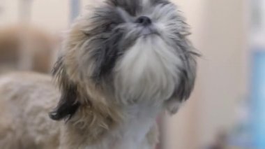 Tasmalı yavru köpek kuaförde oturup makas kesmeyi bekliyor.