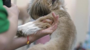 Kuaför, shih tzu köpek kürkünü traş ederek hizmet veriyor.
