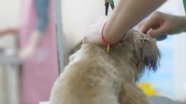 İşçi köpeğini etkinliğe hazırlarken yavru kürkü tarıyor — Stok video