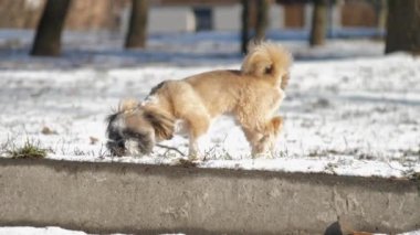 Yavru köpek taze kar altında evlere doğru koşuyor.