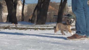 Küçük köpek dikkat çekmek için en sevdiği sahibine yaklaşır.