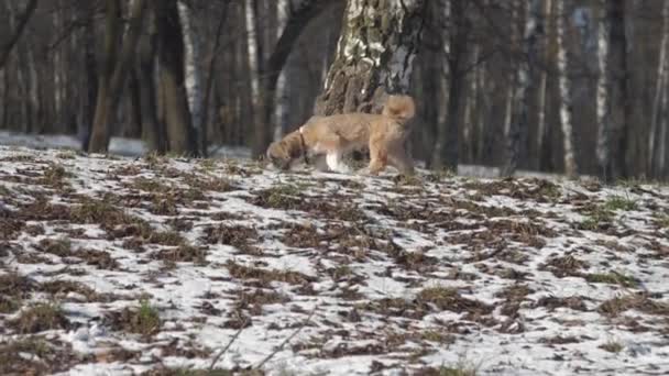 Shih Tzu σκυλί βόλτες στο δάσος sniffing γης που καλύπτεται με χιόνι — Αρχείο Βίντεο