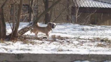 Shih tzu köpek beyaz karla kaplı toprakları kokluyor.