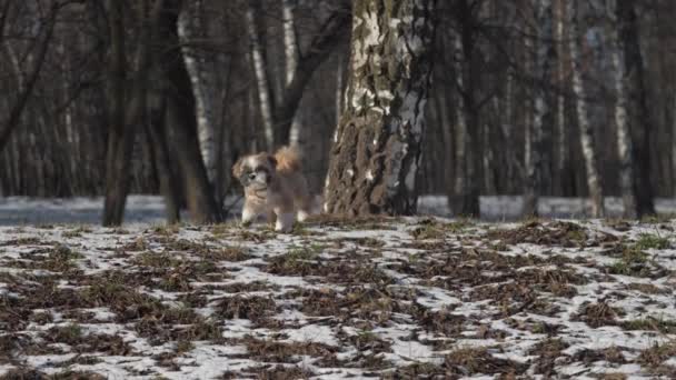 Yavru köpek kar üzerinde yürüyor çimenleri kokluyor ve yiyecek arıyor. — Stok video