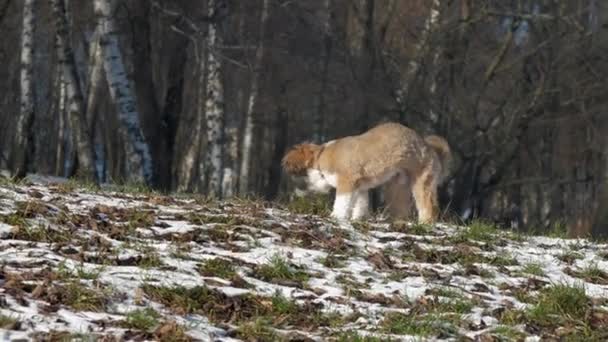 Shih tzu pies wącha ziemię pokrytą białym śniegiem spacery — Wideo stockowe