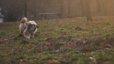 playful fuzzy shitzu dog runs along green meadow slow
