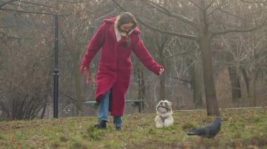 lady walks along autumn park and trains running shitzu dog